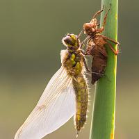Newly emerged Four-Spotted Chaser 4 
